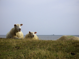 Schaafe - Ostsee